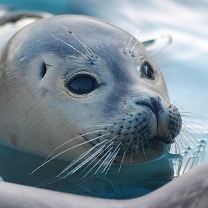 Common Seal Youngster at Skegness, 11/11/12