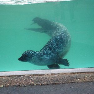 Underwater Common Seals at Skegness, 11/11/12