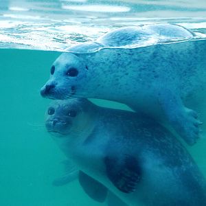 Underwater Common Seals at Skegness, 11/11/12
