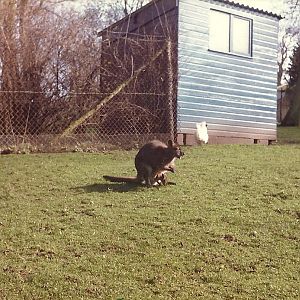 Sewerby Zoo early 1980s