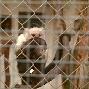 Sewerby Zoo early 1980s