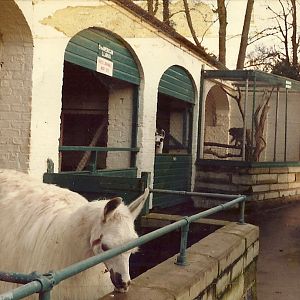 Sewerby Zoo early 1980s