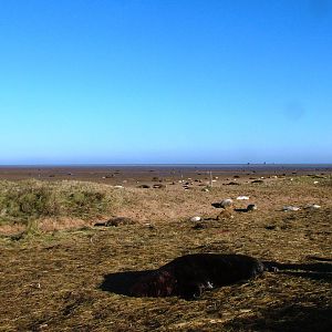 Grey Seal Colony at Donna Nook NNR, 11/11/12