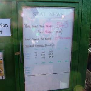 The Season So Far - Grey Seal Colony at Donna Nook NNR, 11/11/12