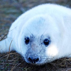Pup - Grey Seal Colony at Donna Nook NNR, 11/11/12