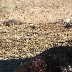 Grey Seal Colony at Donna Nook NNR, 11/11/12