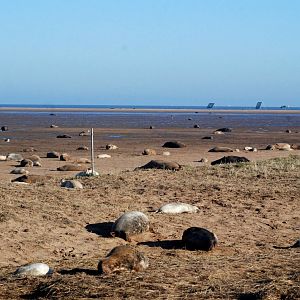 Grey Seal Colony at Donna Nook NNR, 11/11/12