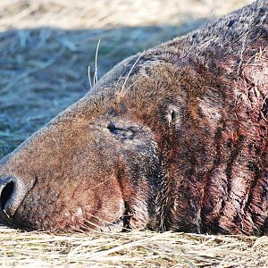 Grey Seal Colony at Donna Nook NNR, 11/11/12