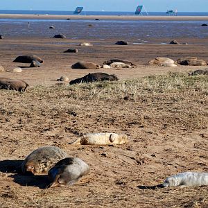 Grey Seal Colony at Donna Nook NNR, 11/11/12