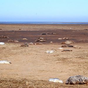 Grey Seal Colony at Donna Nook NNR, 11/11/12