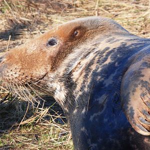 Grey Seal Colony at Donna Nook NNR, 11/11/12