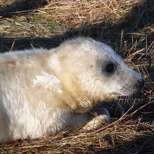 Pup - Grey Seal Colony at Donna Nook NNR, 11/11/12