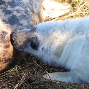Pup Suckling - Grey Seal Colony at Donna Nook NNR, 11/11/12