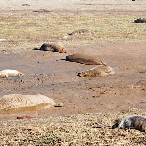 Grey Seal Colony at Donna Nook NNR, 11/11/12