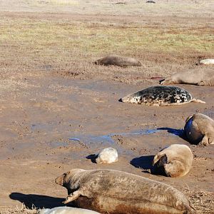 Grey Seal Colony at Donna Nook NNR, 11/11/12