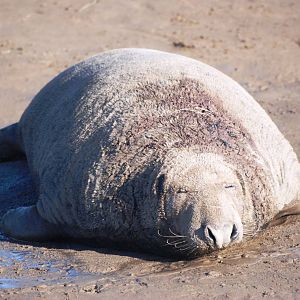 Grey Seal Colony at Donna Nook NNR, 11/11/12