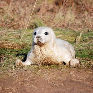 Pup - Grey Seal Colony at Donna Nook NNR, 11/11/12