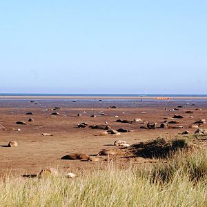 Grey Seal Colony at Donna Nook NNR, 11/11/12