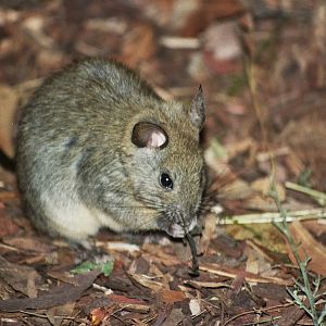 Taronga Zoo 2007 Species ID?