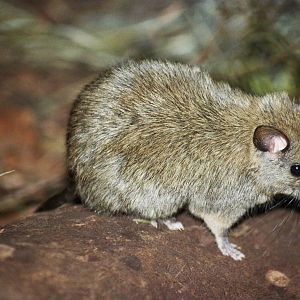 Taronga Zoo 2007 Species ID??