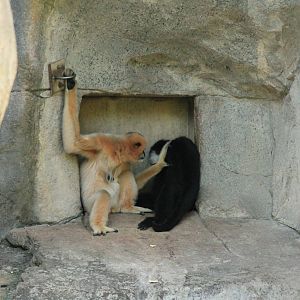 White-Cheeked Gibbons