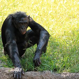 Bonobo