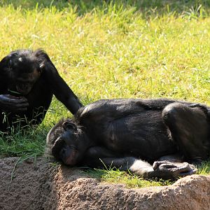 Bonobos