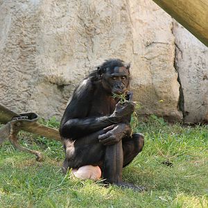 Bonobo