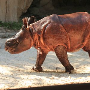 Indian Rhino
