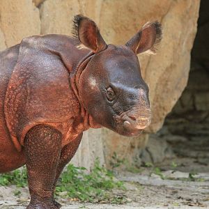 Indian Rhino