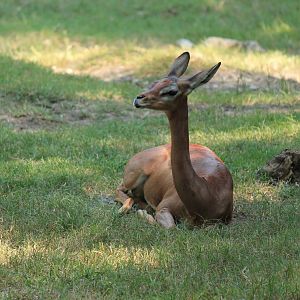 Gerenuk