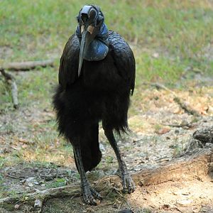 Abyssinian Ground Hornbill