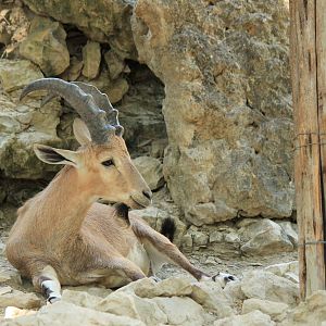 Nubian Ibex