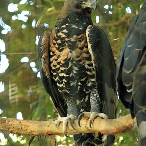 African Crowned Eagle