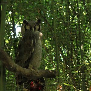 Verreaux's Eagle-Owl