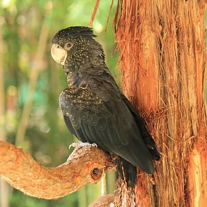 Red-Tailed Black Cockatoo