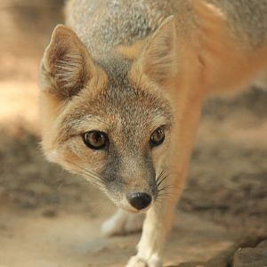 Swift Fox