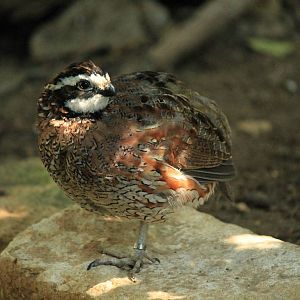 Northern Bobwhite