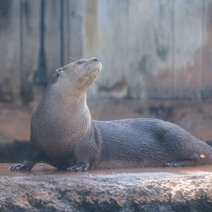 North American River Otter