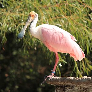Roseate Spoonbill