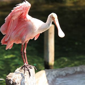 Roseate Spoonbill