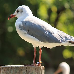 Laughing Gull