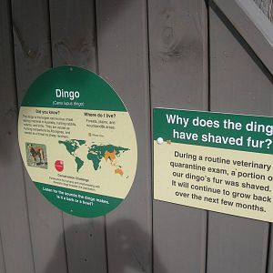 Dingo Sign