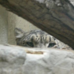 Snow Leopard Eyes