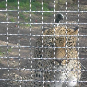 Persian Leopard
