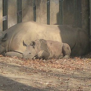 Baby Rhino with Mom