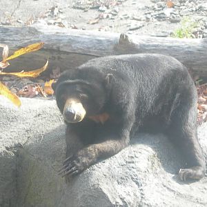 Malayan Sun Bear