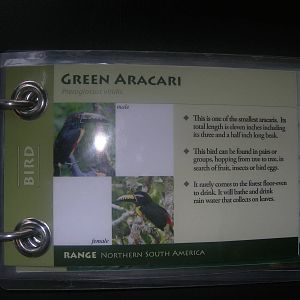Green Aracari Sign in Rainforest Building