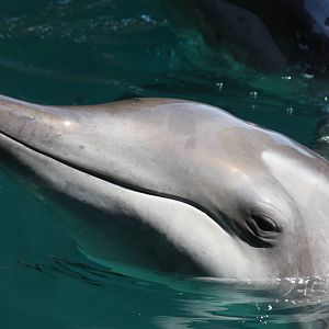 Gulf World Marine Park of Panama City Beach, Florida 2011