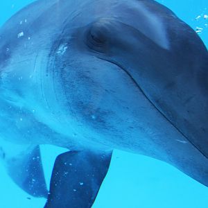 Gulf World Marine Park of Panama City Beach, Florida 2011